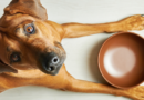 Домашні улюбленці: як правильно організувати годування собаки